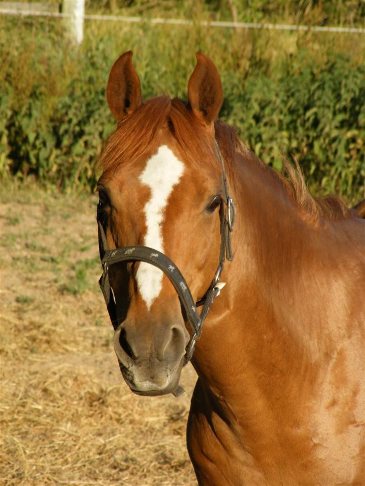 Anden særlig race | Smarties<3 - 11# smarties såå smuk;D  Foto: Malene Friis billede 11