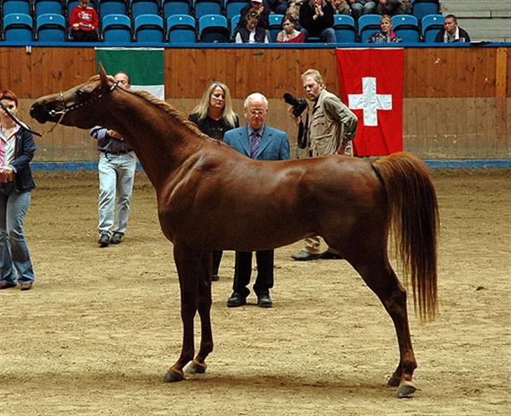 Arabisk fuldblod (OX) Marcant ox 3110 - Foto: Betina Nielsen, medio 2004  billede 15