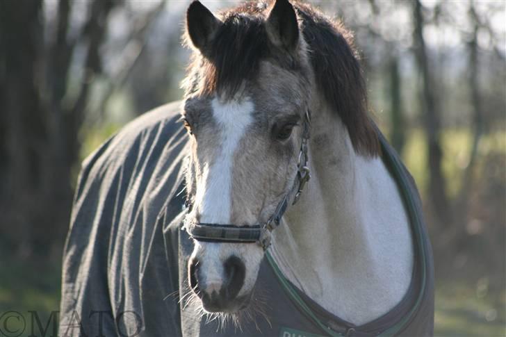 Connemara Lemon *Dengang* - 1. *NYT* Taget d. 30/1-08 - Lemon ude på folden. Ja, jeg ved godt ørene ikke er med, men syntes det er et godt billede :D Foto: Mig. (MATO) billede 1