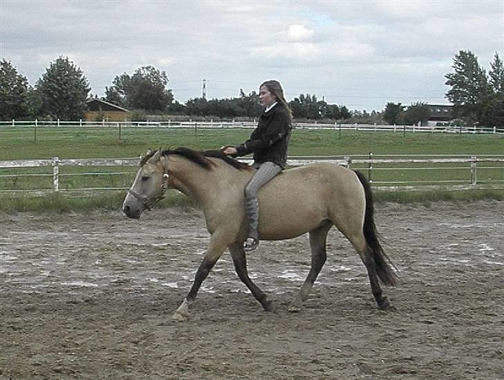 Connemara Lemon *Dengang* - 9. Lemon & jeg uden udstyr, første gang vi  prøver det :-) billede 9