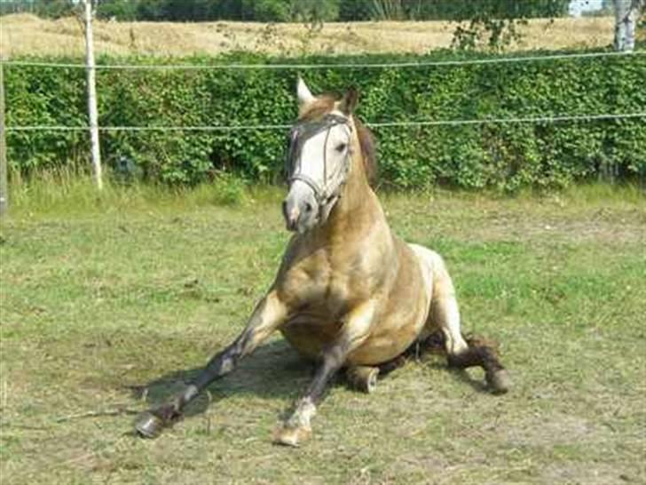 Connemara Lemon *Dengang* - 12. "Hej?" Haha han havde lige rullet sig :D Foto: Mig. billede 12