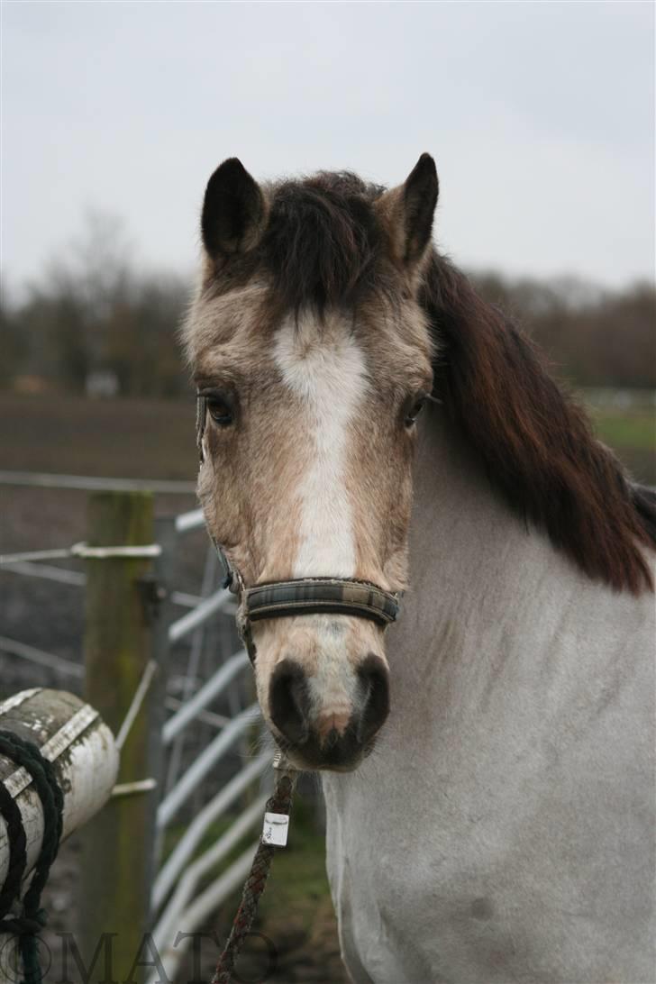 Connemara Lemon *Dengang* - 14. *NYT* Taget d. 30/1-08 - "HEJ!!" Haha xD Søde pony (; <3 Foto: Mig. (MATO) billede 14