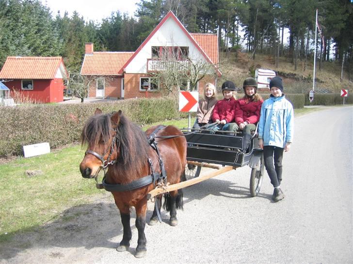 Shetlænder Sille - ude at køre en lille tur billede 6