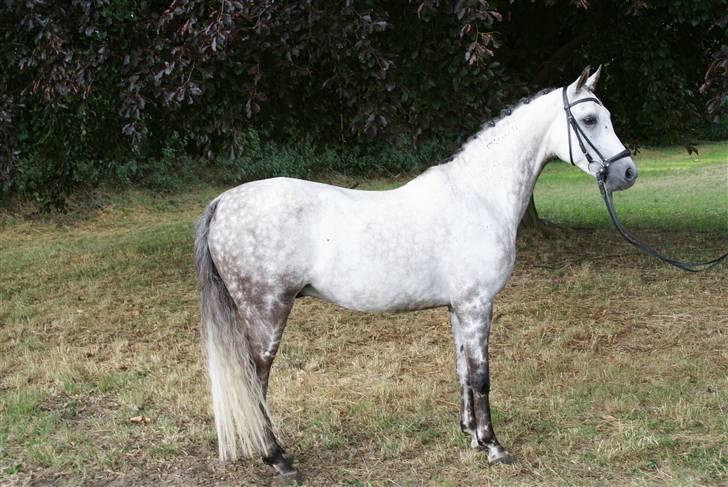 Arabisk fuldblod (OX) C.A ibn Lashkar ox - Velkommen til c.a Ibn lashkar´s profil :) billede 1