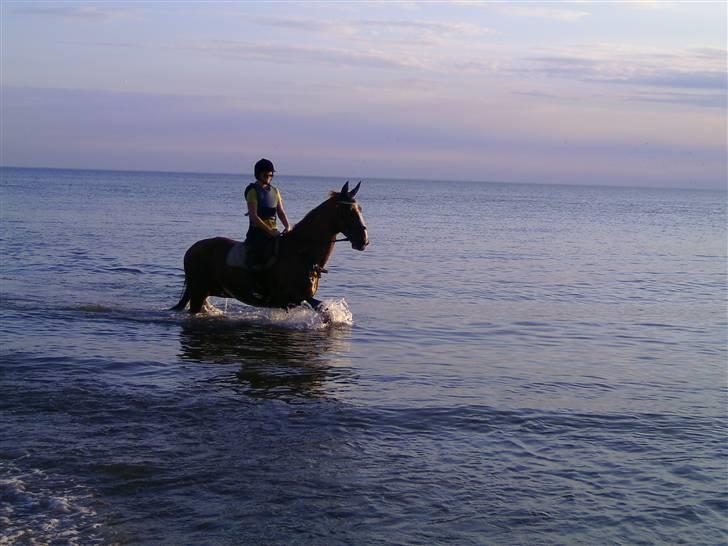 Gelderland Stefan - Hurra!!! Det lykkedes :) billede 9