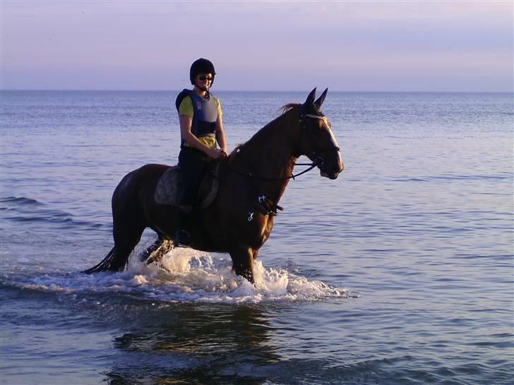 Gelderland Stefan - En kæmpe vandhund. Og havet var roligt, så det var bare perfekt billede 10