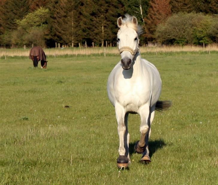 Anden særlig race Silver Star <3 R.I.P :( - 12. 11/5-09 kom i fuld galop når jeg kaldte (:  billede 12