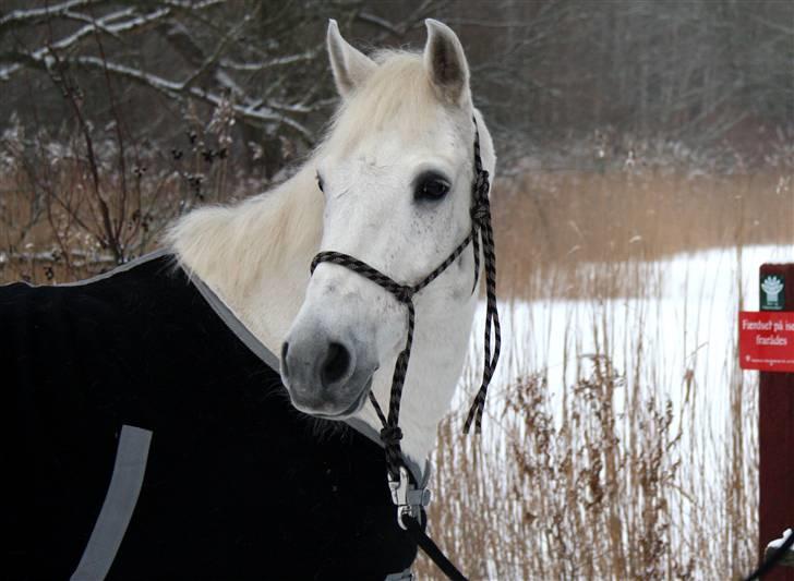 Anden særlig race Silver Star <3 R.I.P :( - 16. 18/1-10 står model ved søen <3 evigt smuk  billede 16