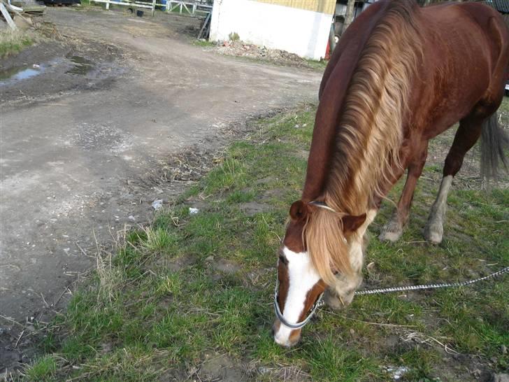 Welsh Pony af Cob-type (sec C) synod Grant(gammel part)  - bøffer spiser lidt græs ! :b´ foto: mig billede 8