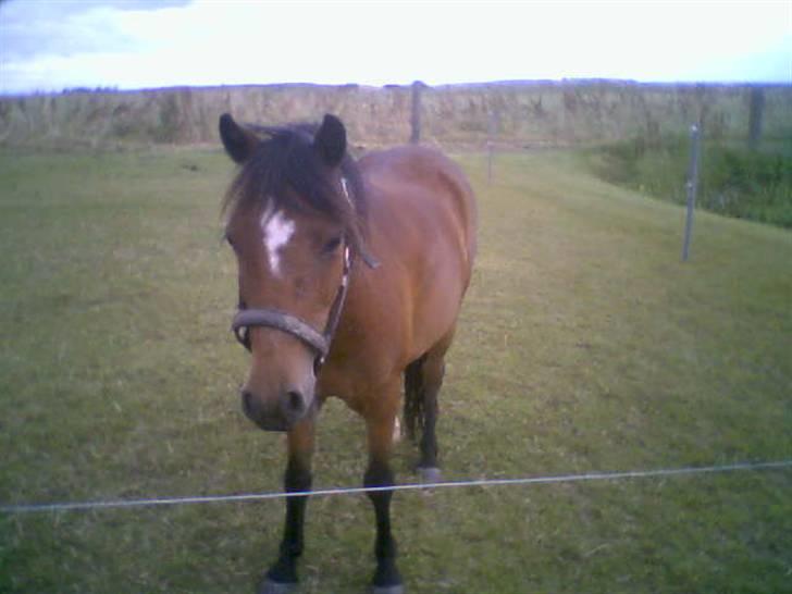 Anden særlig race petra Peskal SOLGT - hvad er det for noget? billede 2