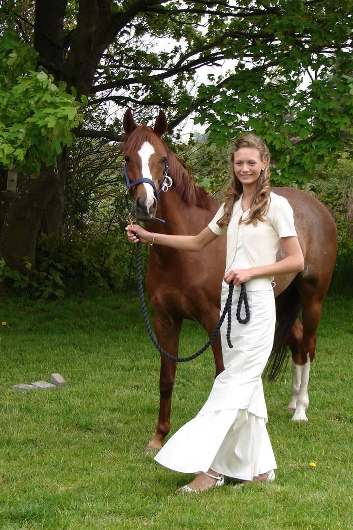 Welsh Pony (sec B) Mayke (Solgt) - til min konfi :D billede 6