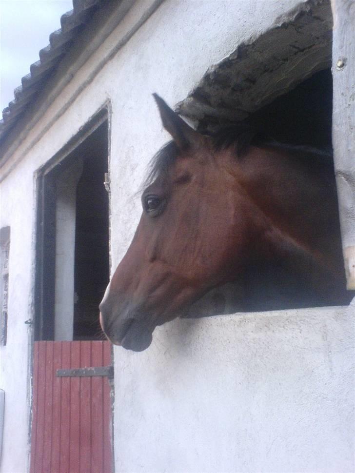 DSP Atlanta (DØD) R.I.P - Atlanta i sin gamle boks     Foto: Mig billede 5