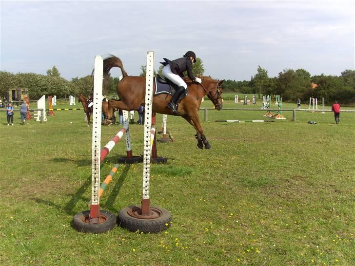 Anden særlig race Aschia - SOLGT - 19. August 07 (: opvarmning til LA i blåvandshuk :D billede 13