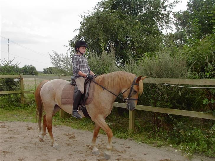 Welsh Cob (sec D) rico :(solgt): billede 8