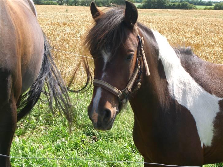 Anden særlig race thunder *solgt*<3 - elsker dig zøde billede 7