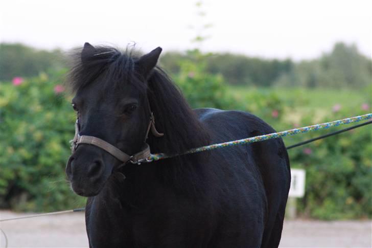 Shetlænder : • Stjernens Tilde • billede 2