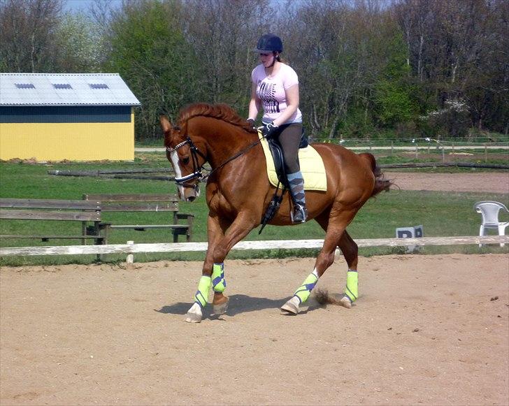 Hannoveraner Dancing Twister  billede 6