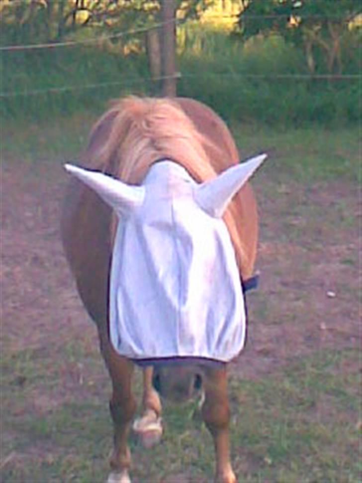 Shetlænder Mini *solgt* billede 9
