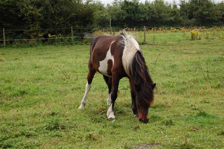 Islænder Stjerni billede 7