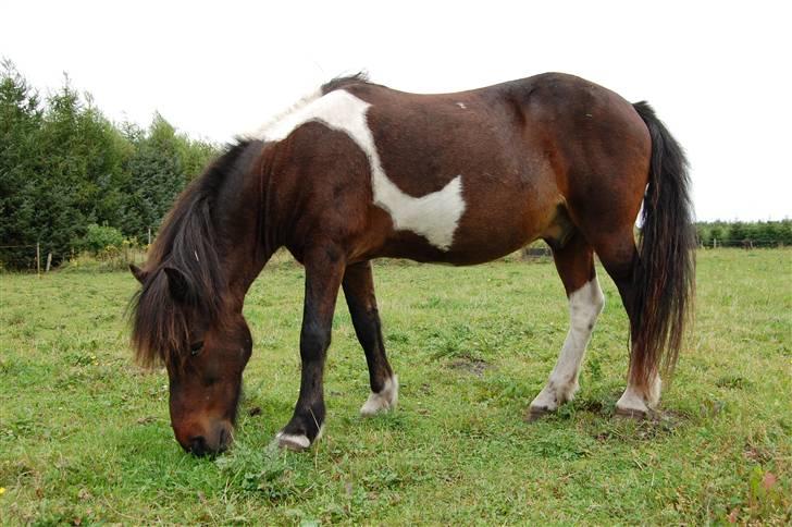 Islænder Stjerni billede 8