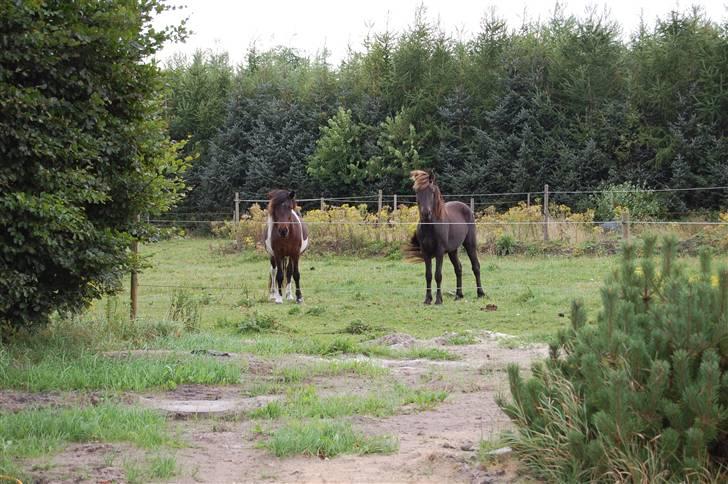 Islænder Stjerni billede 9