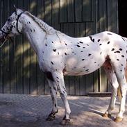 Knabstrupper Frej af Knabstrup