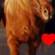 Islænder Freyja RIP skat..