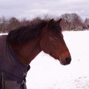 Anden særlig race Lady Vikki