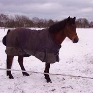 Anden særlig race Lady Vikki