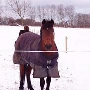 Anden særlig race Lady Vikki