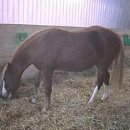 Welsh Cob (sec D) Tarzan