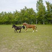 Welsh Cob (sec D) Tarzan