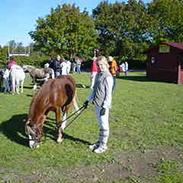 Welsh Cob (sec D) Tarzan