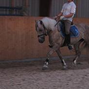 Haflinger Pilgrim - solgt