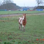 Anden særlig race Bandit