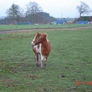 Anden særlig race Bandit