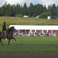 Islænder Odin fra Grønfeld