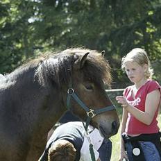 Islænder Odin fra Grønfeld