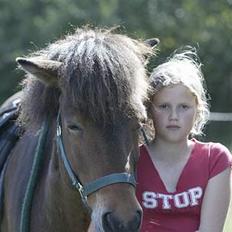 Islænder Odin fra Grønfeld