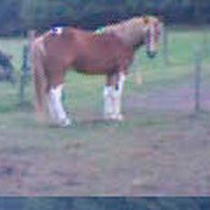 Anden særlig race Lukas