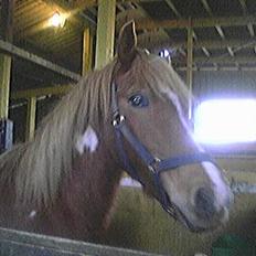 Anden særlig race Lukas