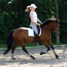 New Forest Smedhults Zippa 