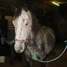 Anglo Araber (AA) Død Fancy