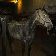 Anglo Araber (AA) Død Fancy