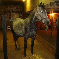 Anglo Araber (AA) Død Fancy