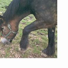 Anden særlig race gizmo (solgt)