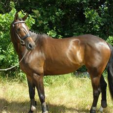Dansk Varmblod  Bøgesprings Shakira
