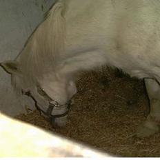 Anden særlig race lille lotte