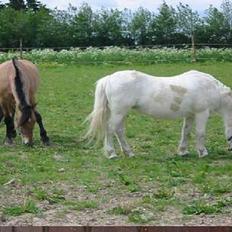 Anden særlig race lille lotte