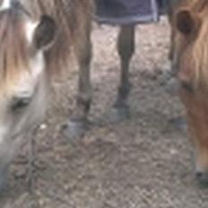 Gotlandsruss Tarpans hanette